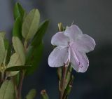 Rhododendron