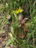 Gagea spathacea. Цветущее и вегетирующие растения. Нидерланды, провинция Drenthe, деревня Roden, парк на территории поместья (мызы). 13 апреля 2008 г.