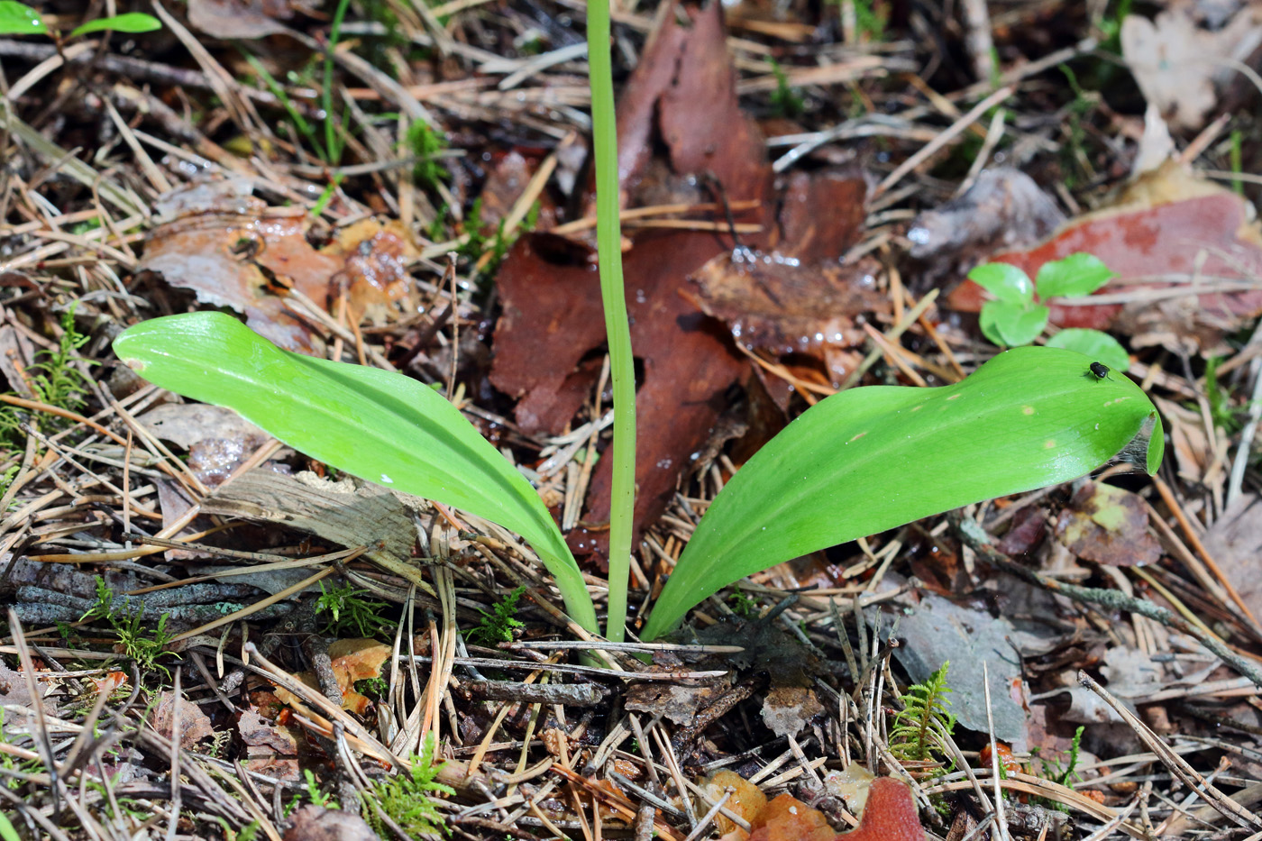 Изображение особи Platanthera bifolia.