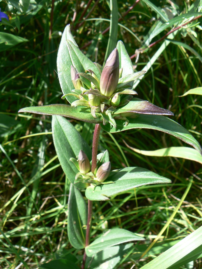 Изображение особи Gentiana scabra.