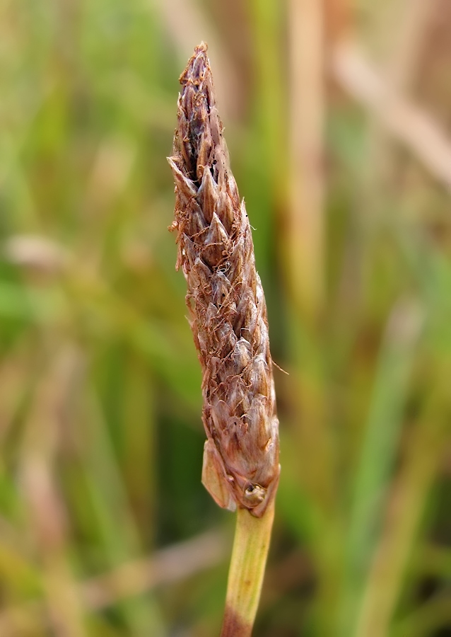 Image of Eleocharis palustris specimen.