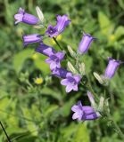 Campanula praealta. Соцветие. Краснодарский край, МО г. Новороссийск, окр. пос. Верхнебаканский, смотровая площадка на подъёме к перевалу \"Волчьи Ворота\", возле зарослей кустарника. 03.06.2019.