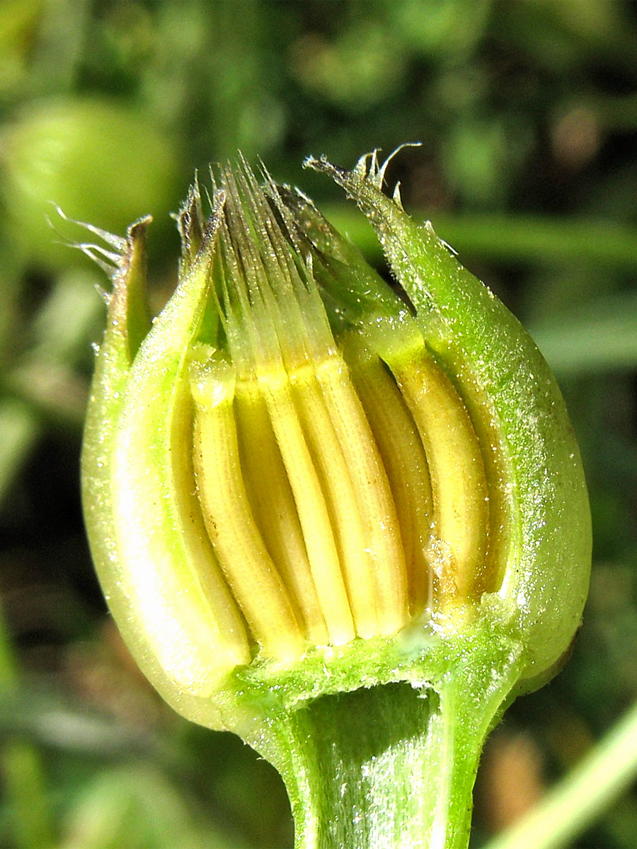 Image of Hedypnois rhagadioloides specimen.