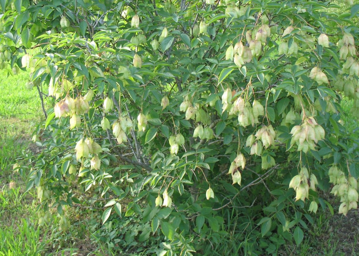 Image of Staphylea colchica specimen.