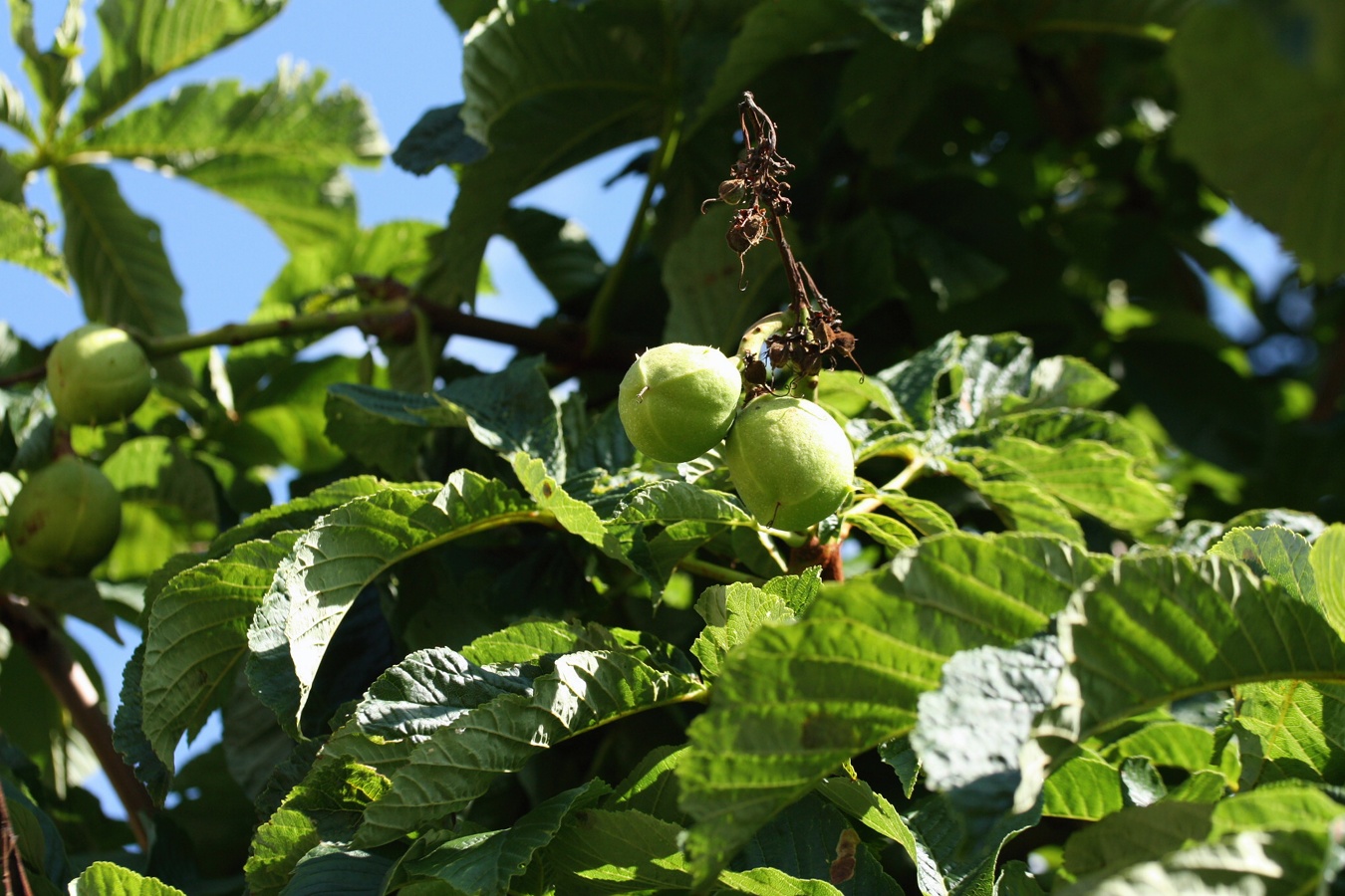 Изображение особи Aesculus hippocastanum.