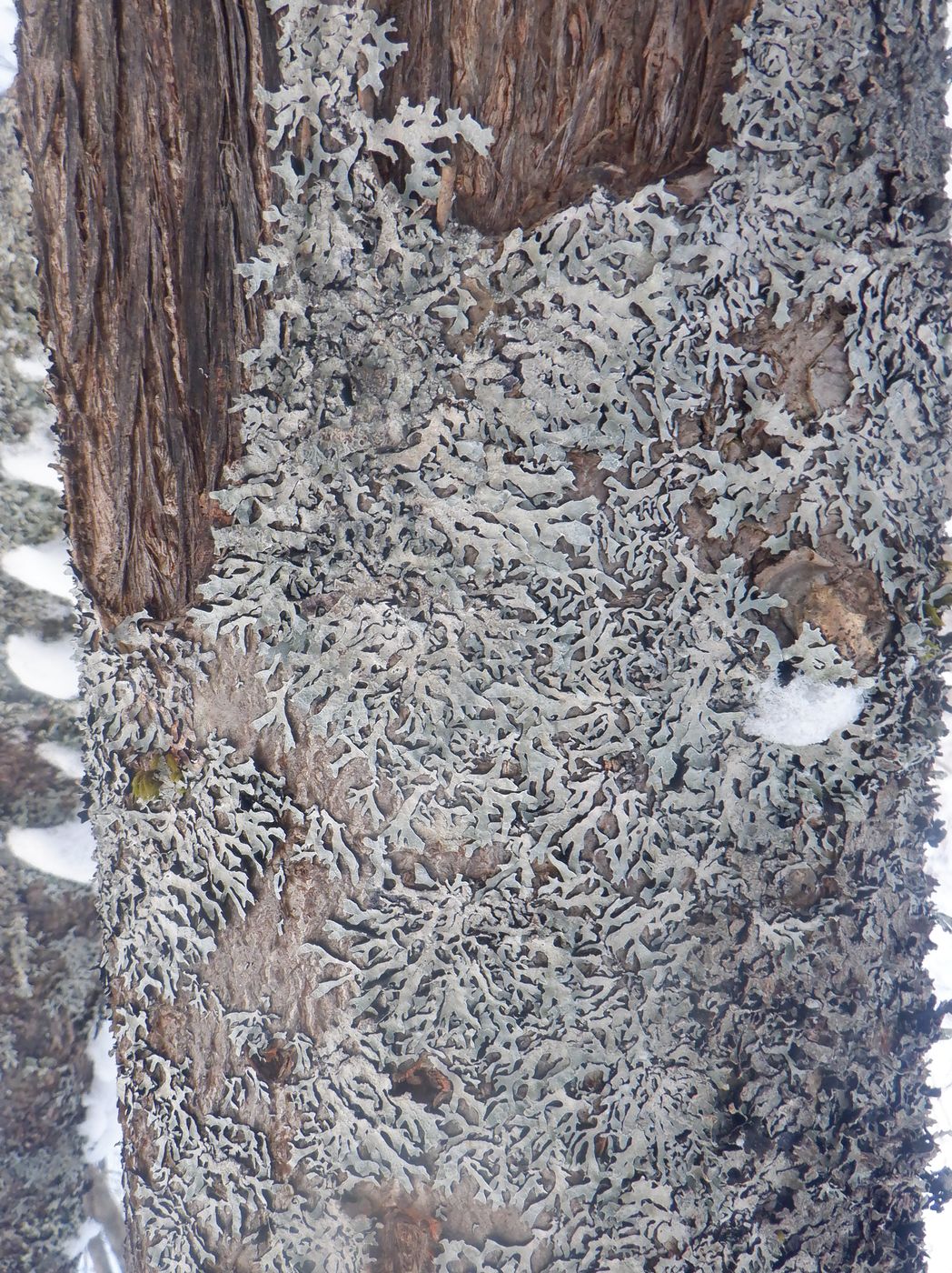 Image of genus Parmelia specimen.