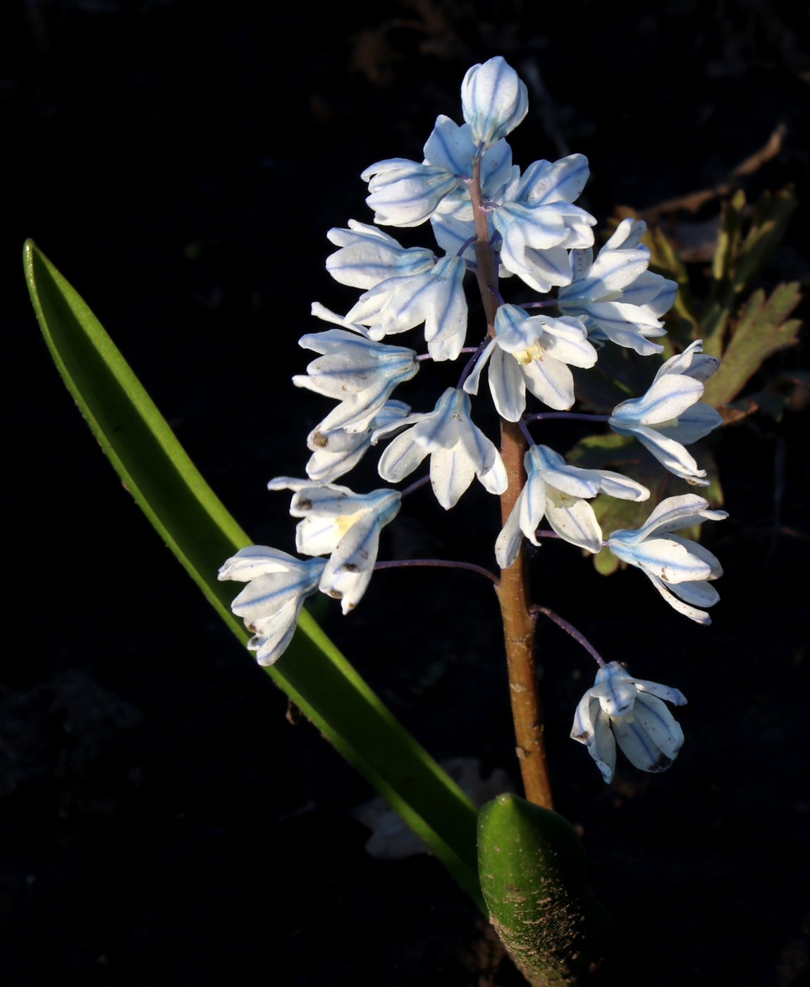 Image of Puschkinia scilloides specimen.