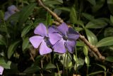 Vinca minor