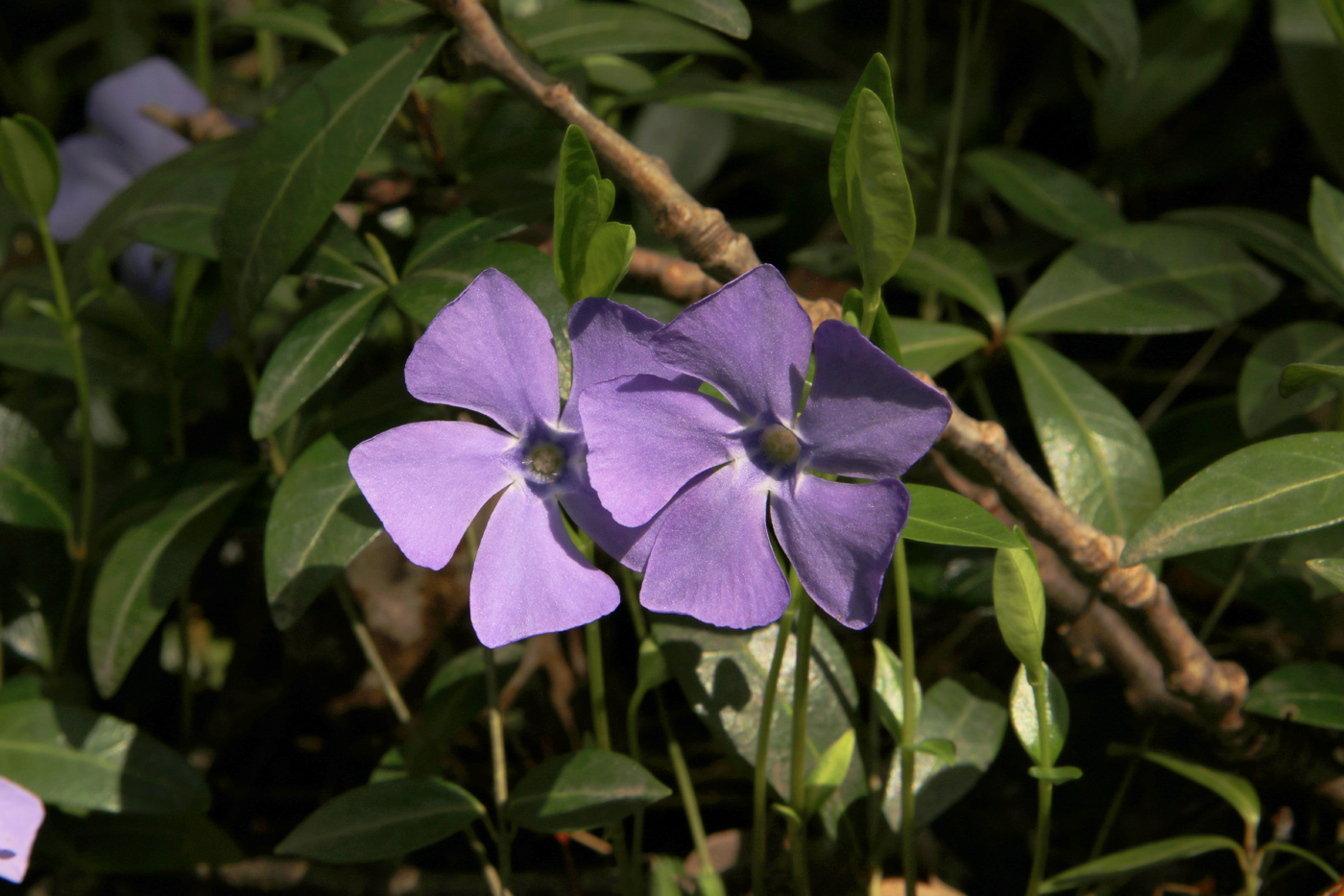 Image of Vinca minor specimen.