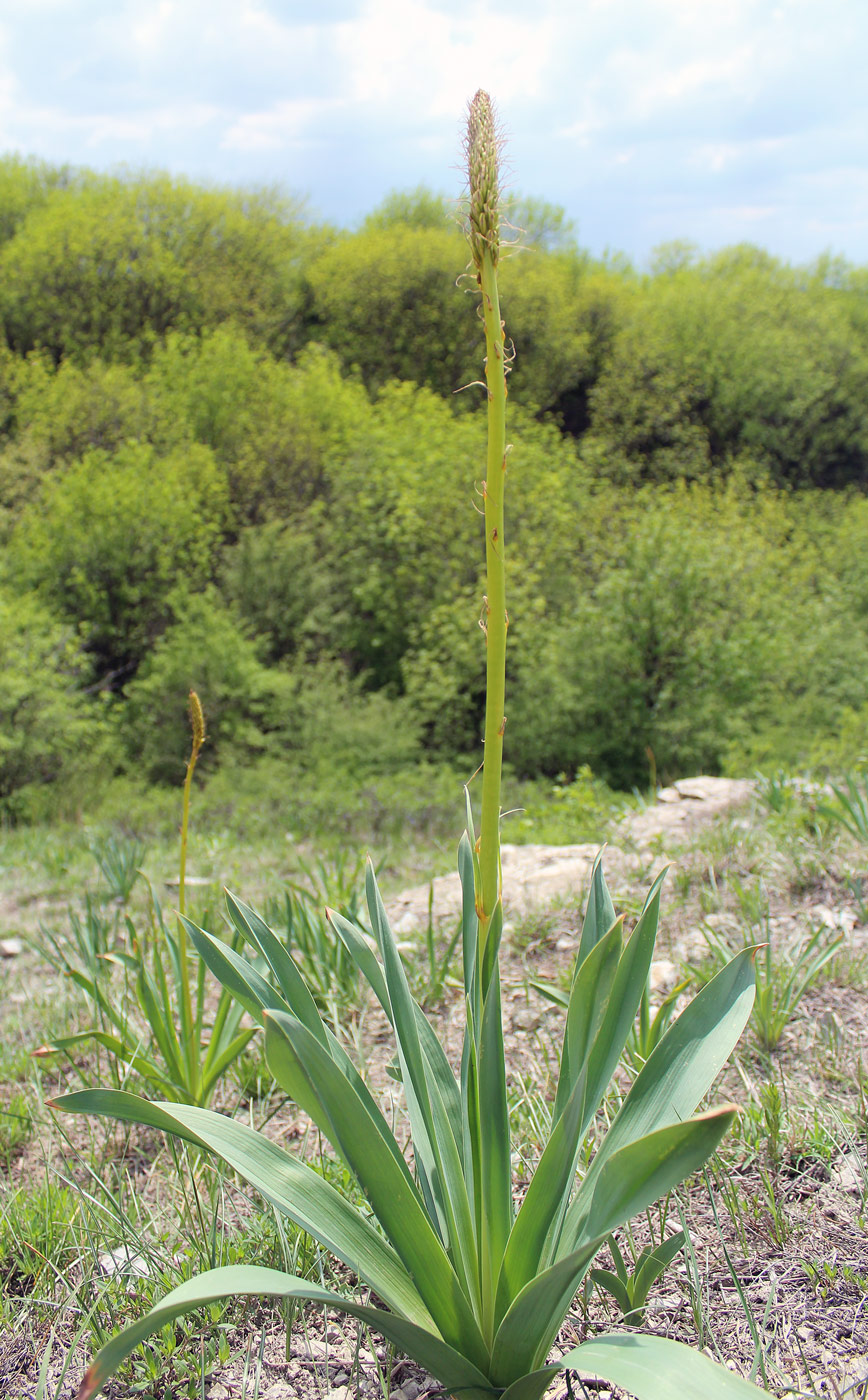 Image of Eremurus spectabilis specimen.