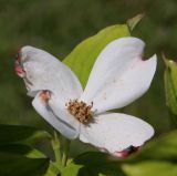 Cynoxylon florida