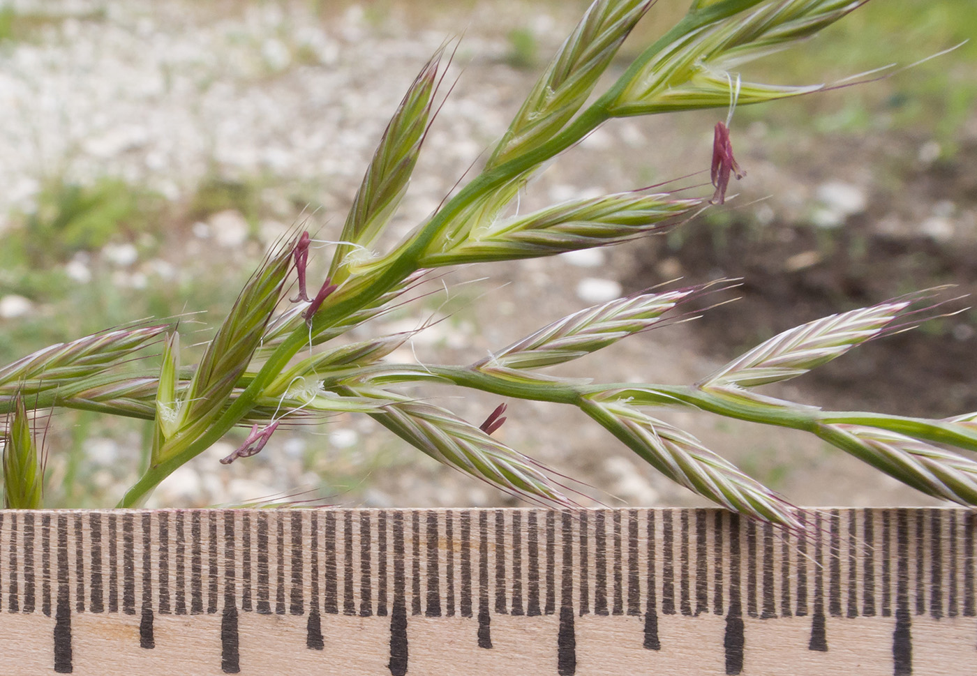 Image of Lolium multiflorum specimen.