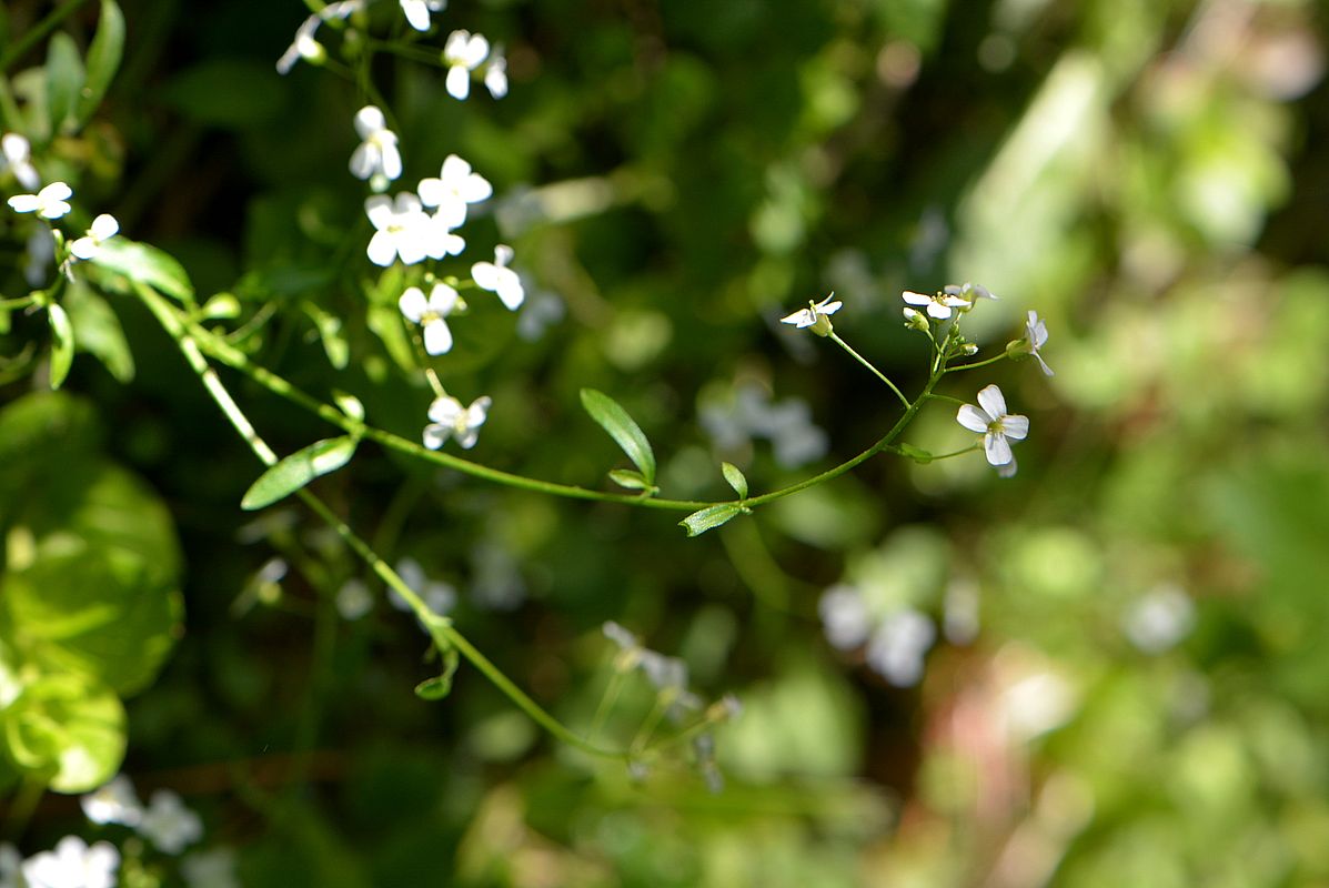 Image of Arabidopsis ovirensis specimen.