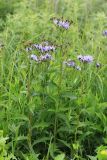 Lactuca sibirica