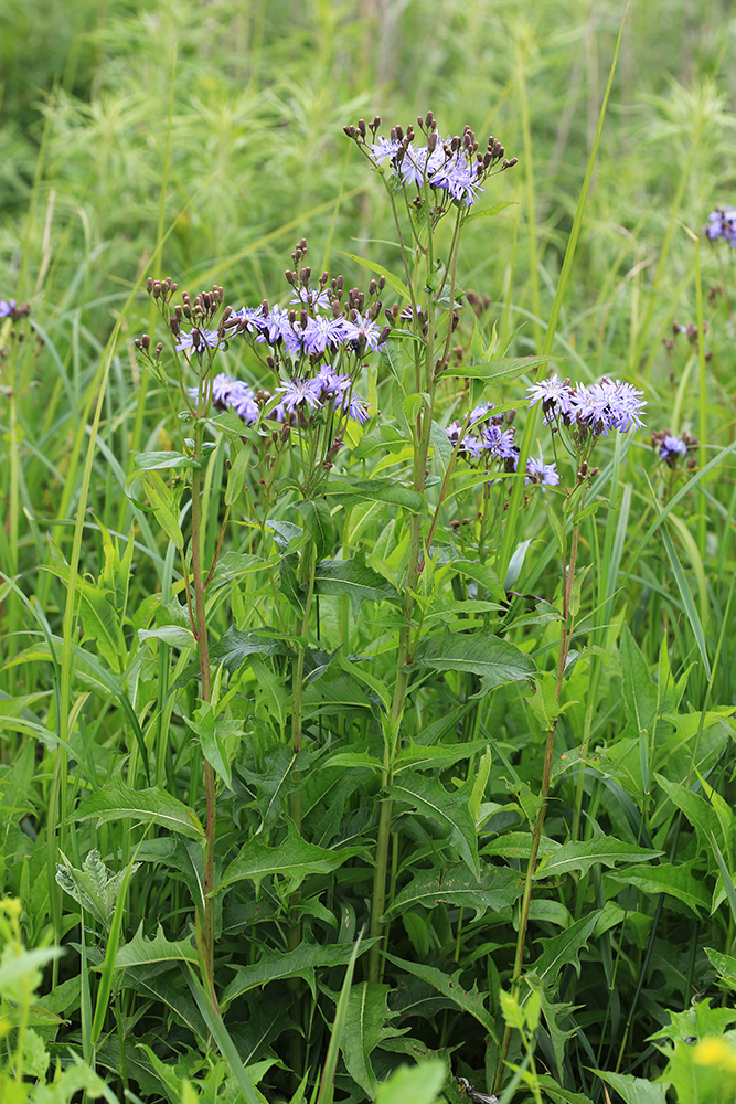 Изображение особи Lactuca sibirica.