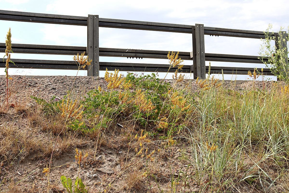 Image of Isatis tinctoria specimen.