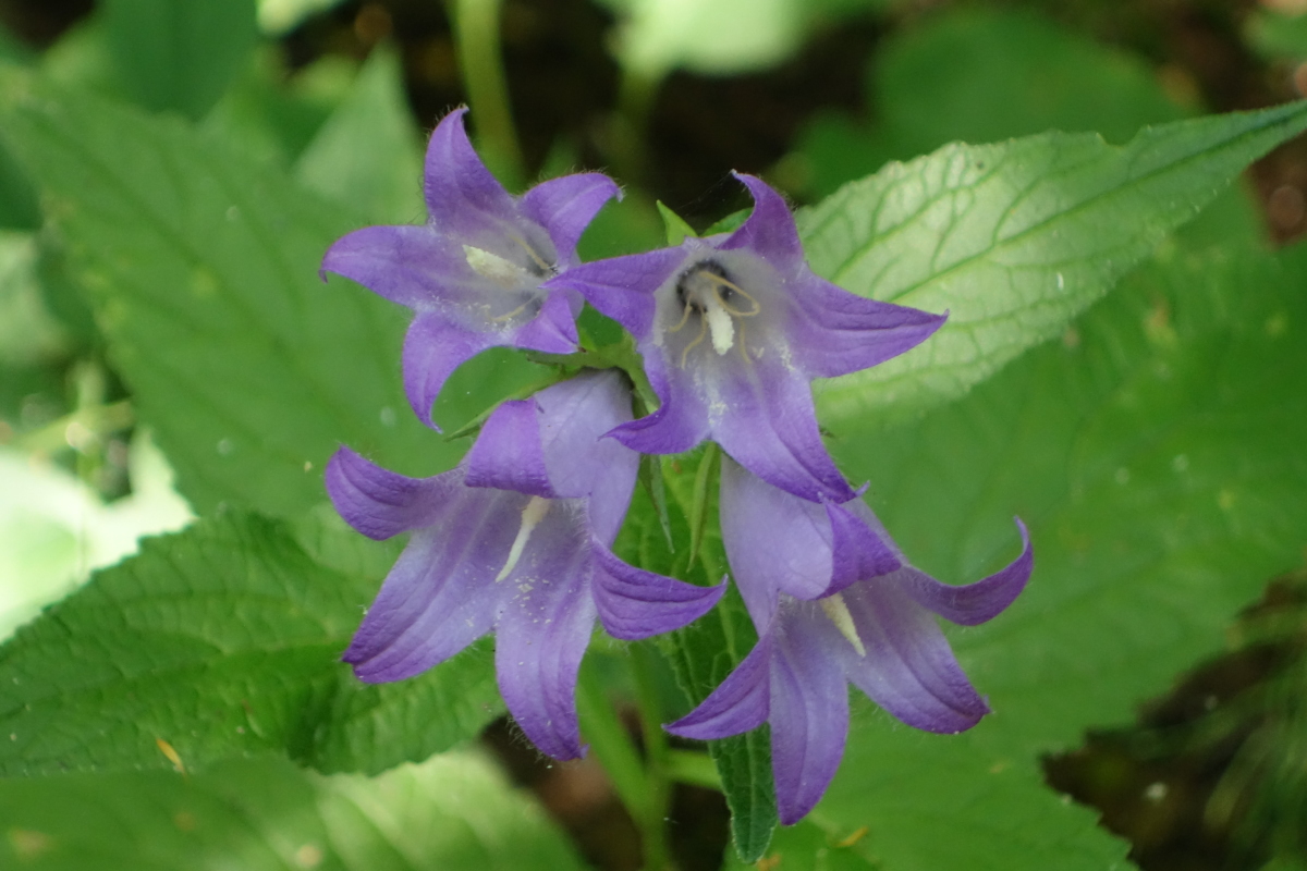 Image of Campanula latifolia specimen.