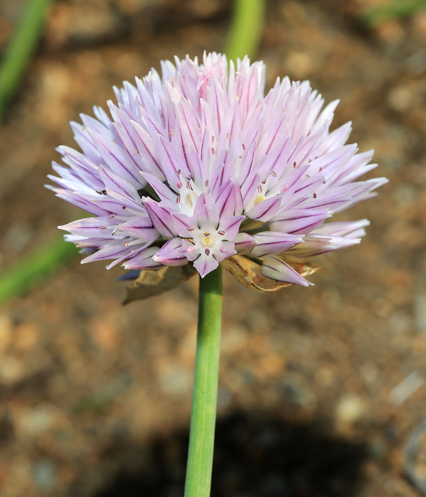 Изображение особи Allium schoenoprasum.