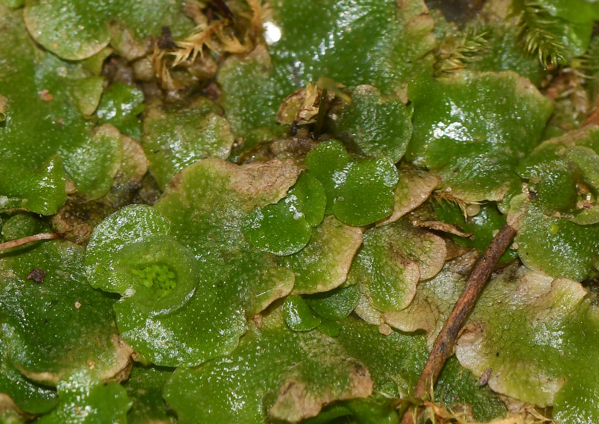 Image of Lunularia cruciata specimen.
