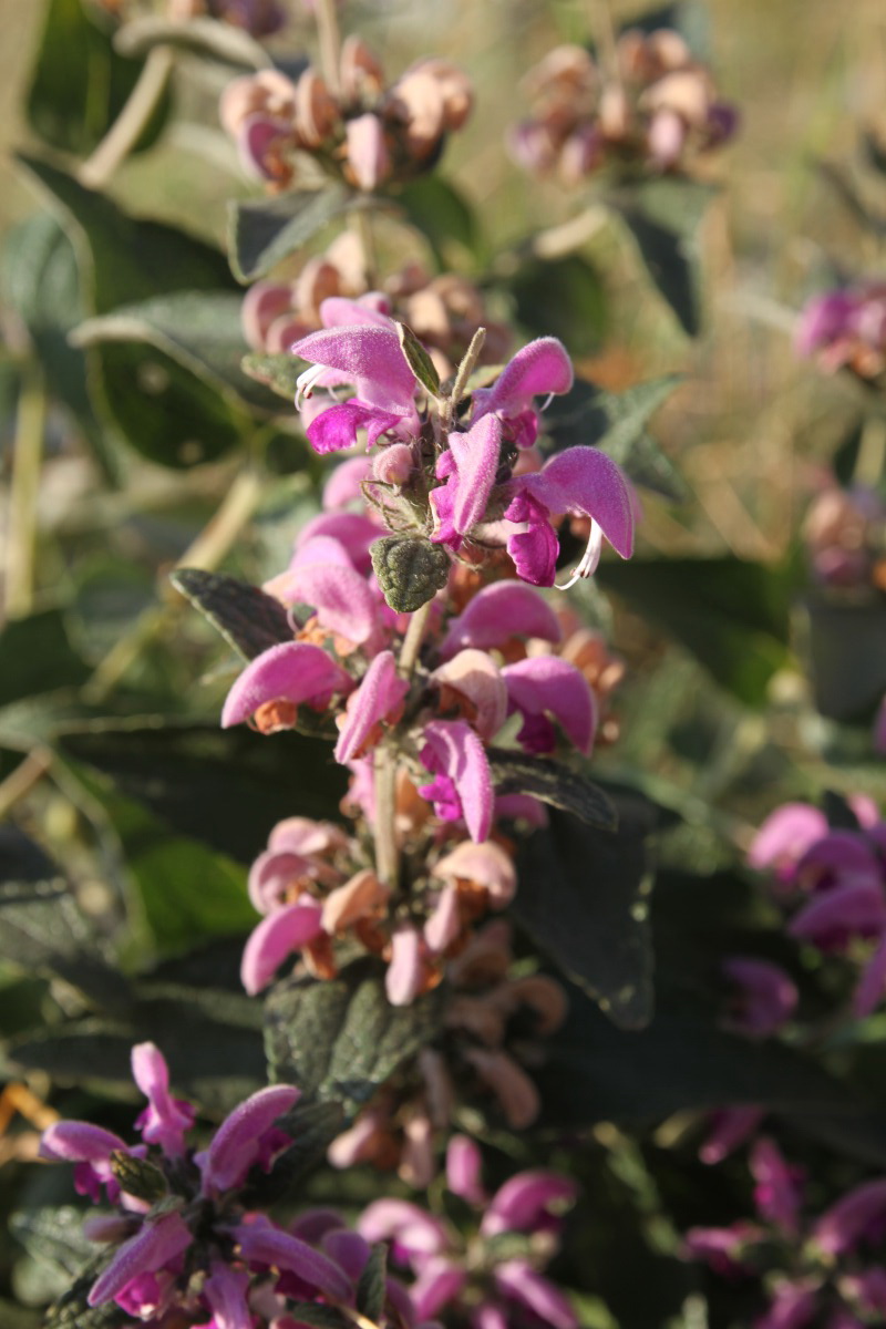 Image of Phlomis taurica specimen.