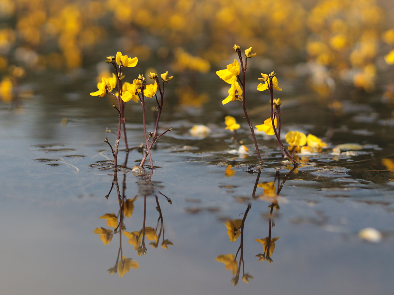 Изображение особи Utricularia australis.