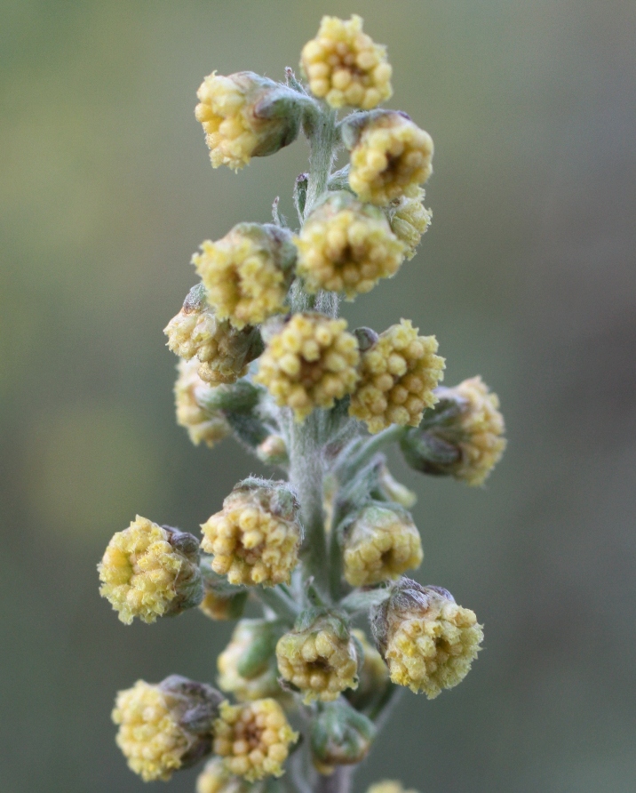 Изображение особи Artemisia armeniaca.