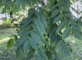 Juglans mandshurica
