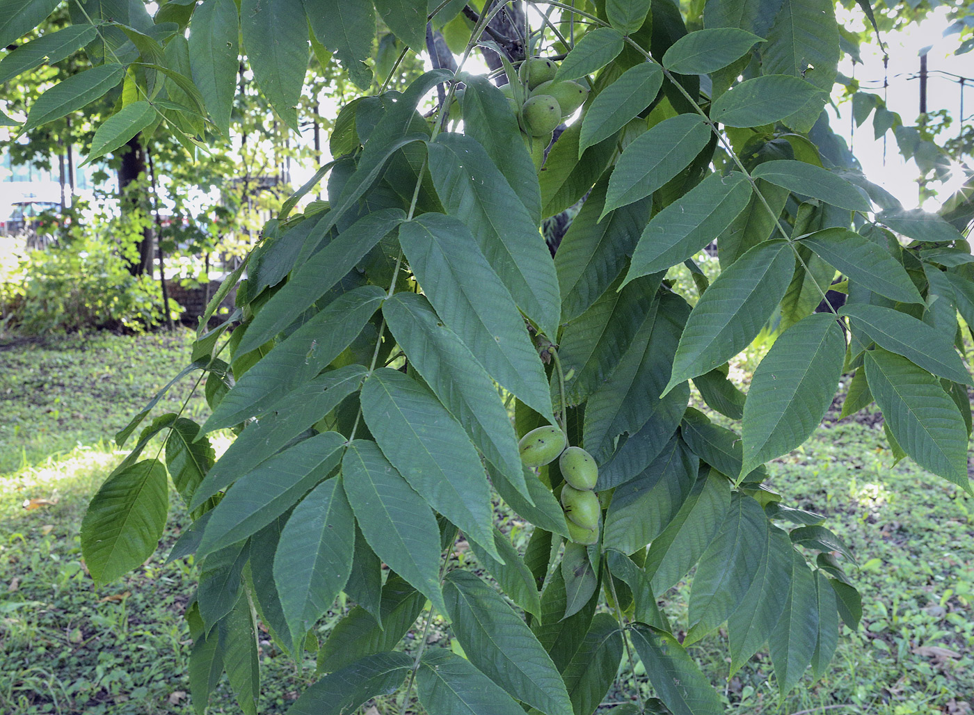 Изображение особи Juglans mandshurica.