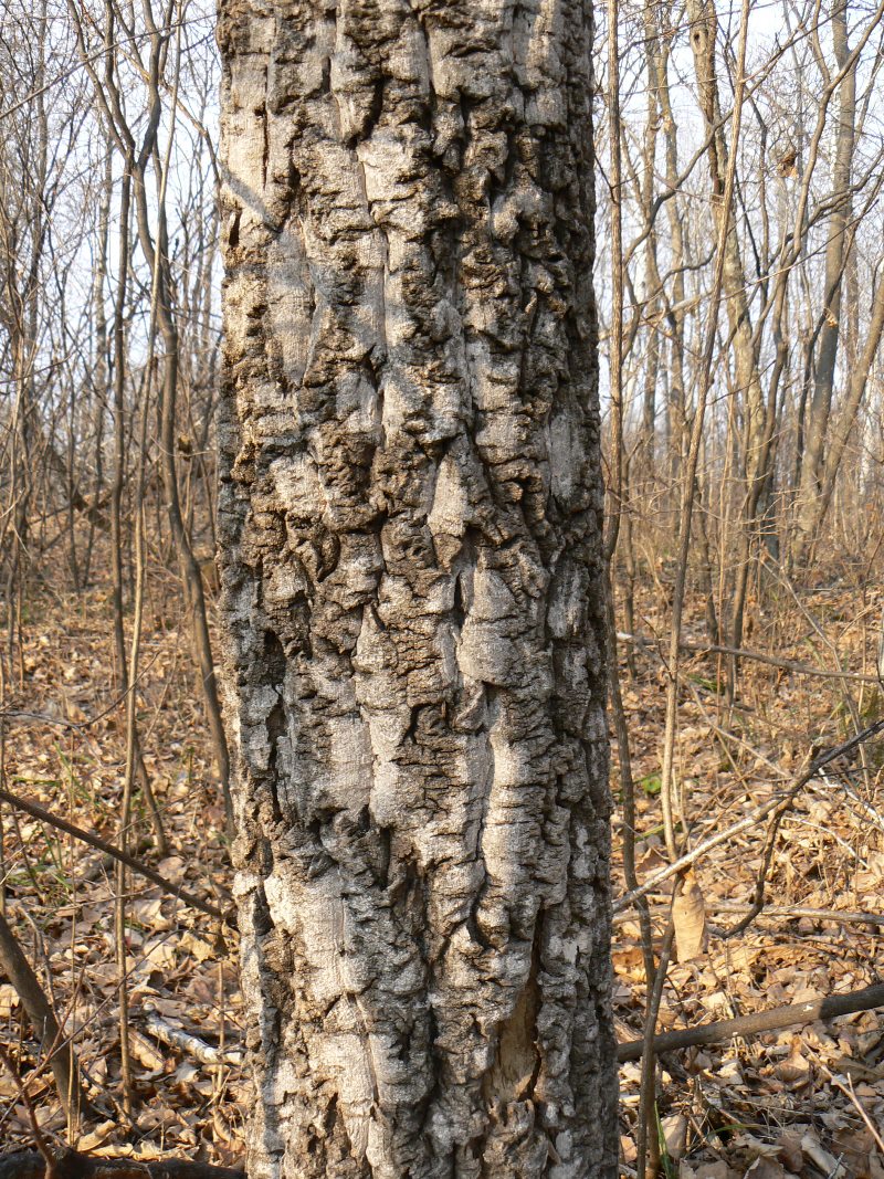 Image of Phellodendron amurense specimen.