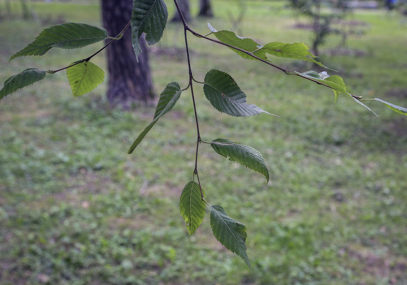 Изображение особи Betula costata.