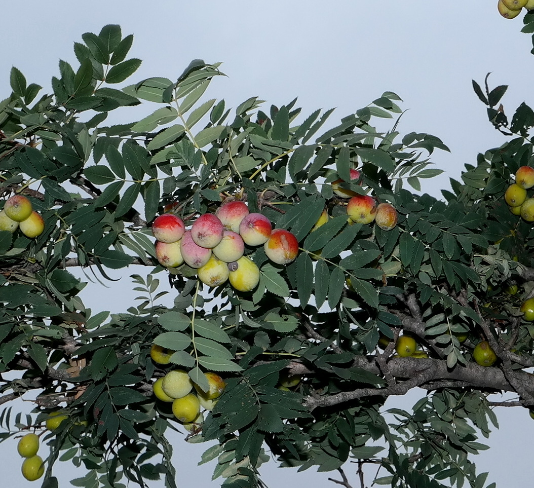 Изображение особи Sorbus domestica.