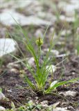 Carex serotina. Плодоносящее растение с незрелыми плодами. Ленинградская обл., Гатчинский р-н, окр. дер. Авколево, карьер \"Елизаветино\", сырое каменистое понижение на месте выработки известняка. 30.08.2020.