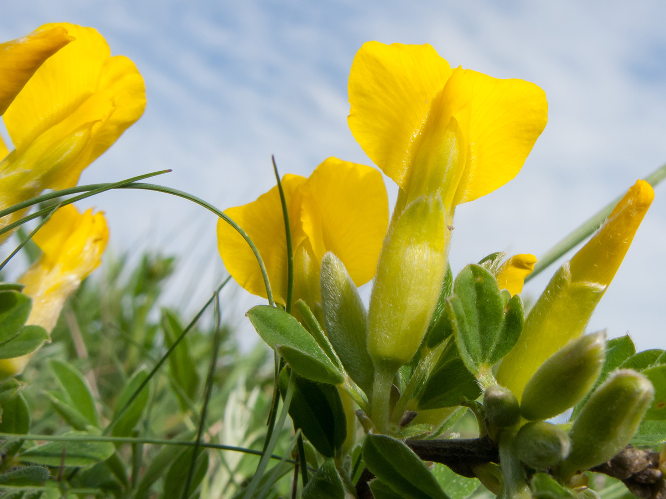 Изображение особи Chamaecytisus wulffii.