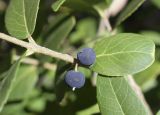 Phillyrea latifolia. Часть веточки с плодами. Испания, Каталония, пров. Барселона, комарка Осона, муниципалитет Рупит-и-Пруит, окр. водопада Сальт-де-Сальент, ≈802 м н.у.м., край плато, древесно-кустарниковое сообщество. 15.12.2021.