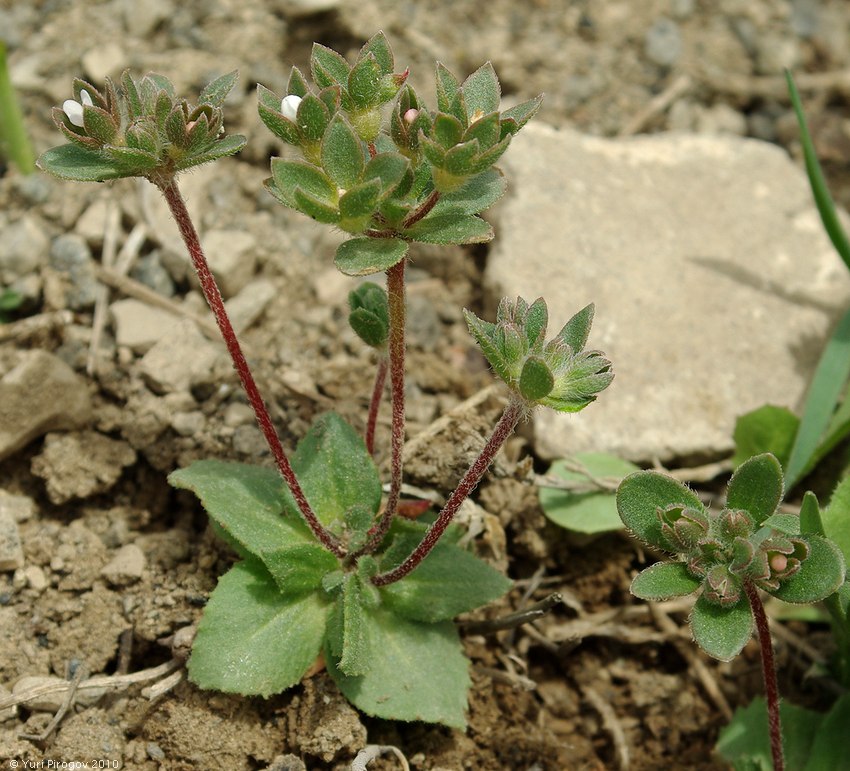 Image of Androsace maxima specimen.