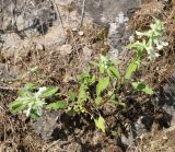 Stachys pubescens