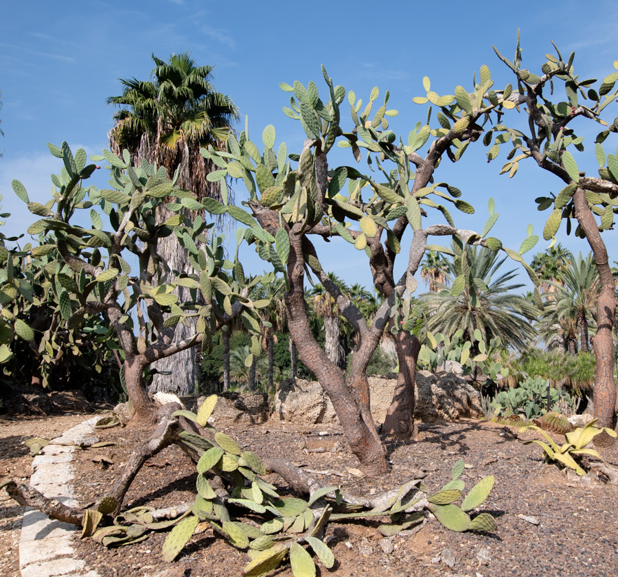 Изображение особи Opuntia tomentosa.