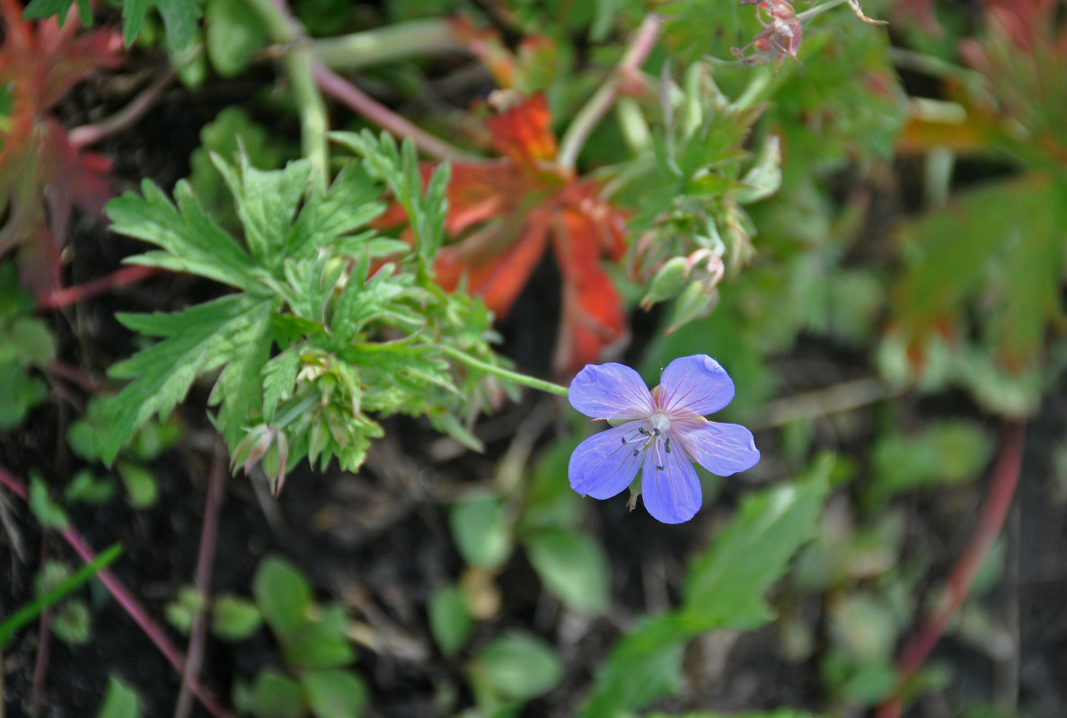 Image of Geranium pratense specimen.