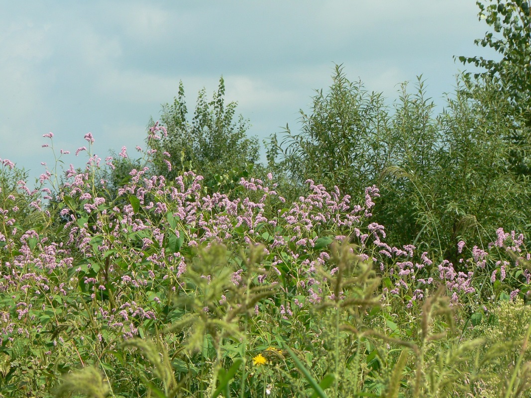 Image of genus Persicaria specimen.