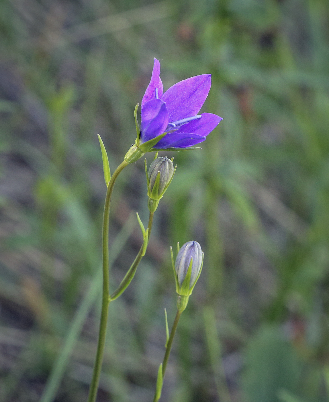 Изображение особи Campanula wolgensis.