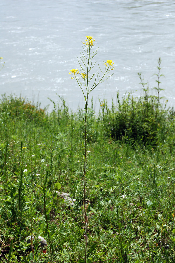 Изображение особи Sisymbrium loeselii.