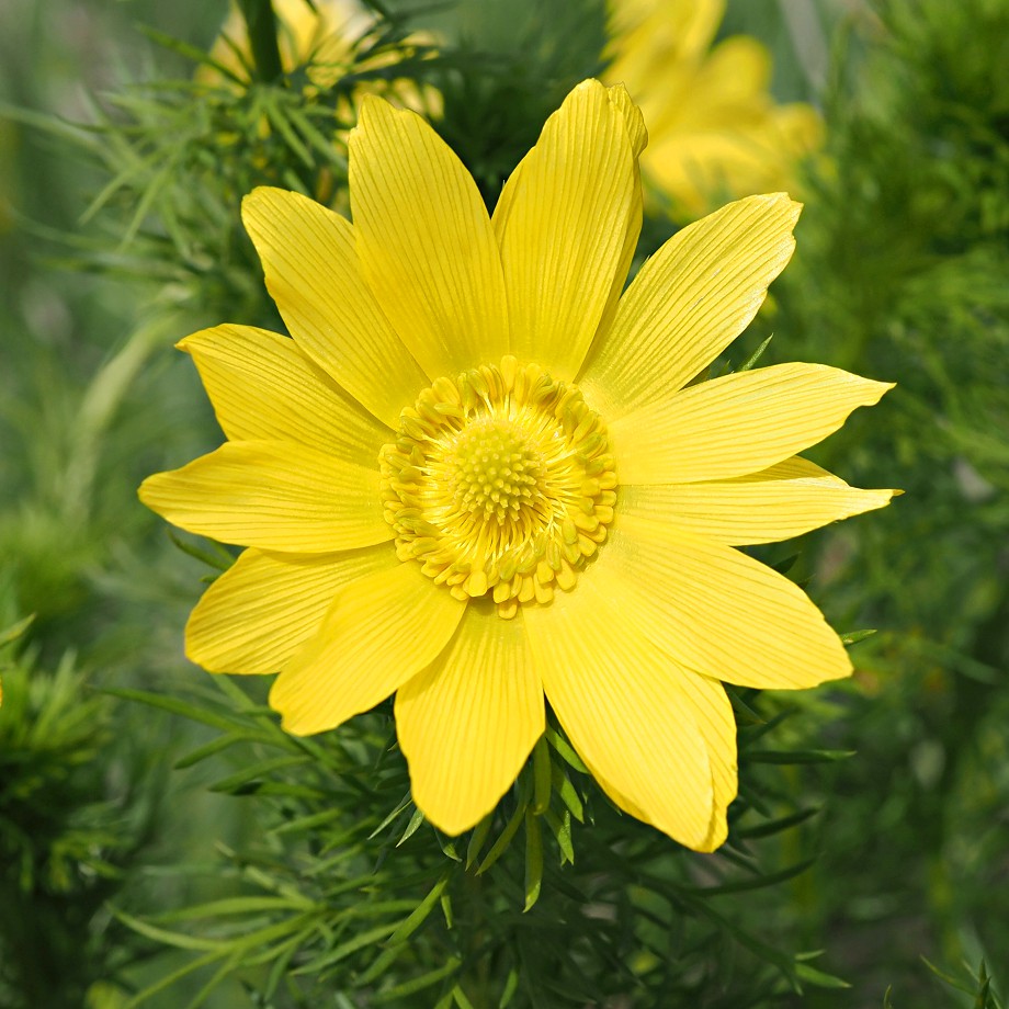 Изображение особи Adonis vernalis.