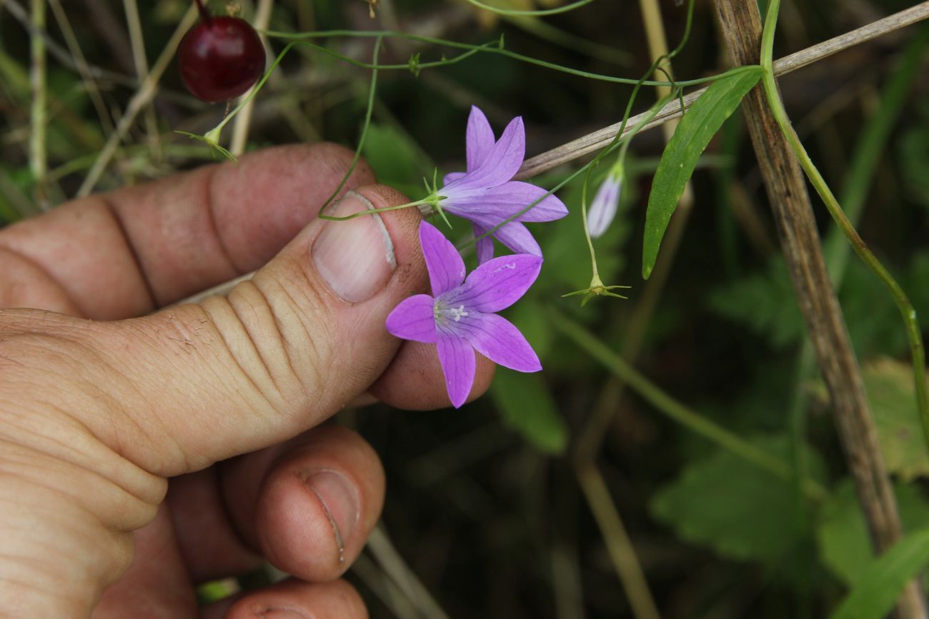 Image of Campanula patula specimen.