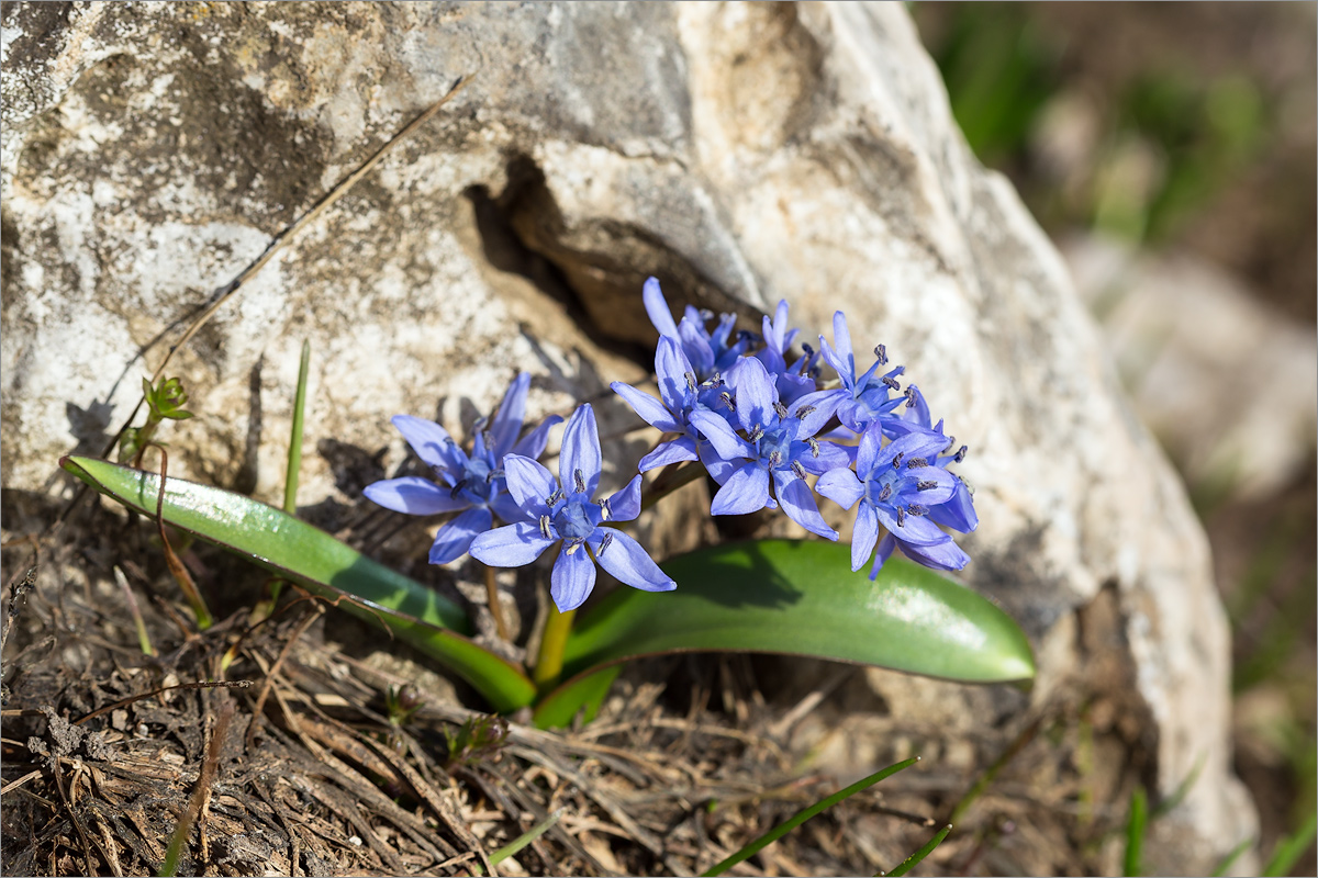 Изображение особи Scilla bifolia.