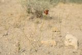 Carex physodes. Плодоносящее растение. Узбекистан, Бухарская обл., окр. оз. Тудакуль, закреплённые пески. 4 мая 2022 г.