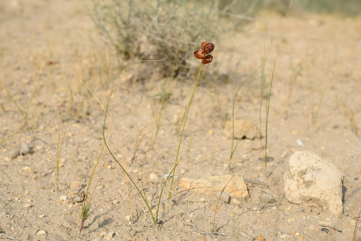 Image of Carex physodes specimen.