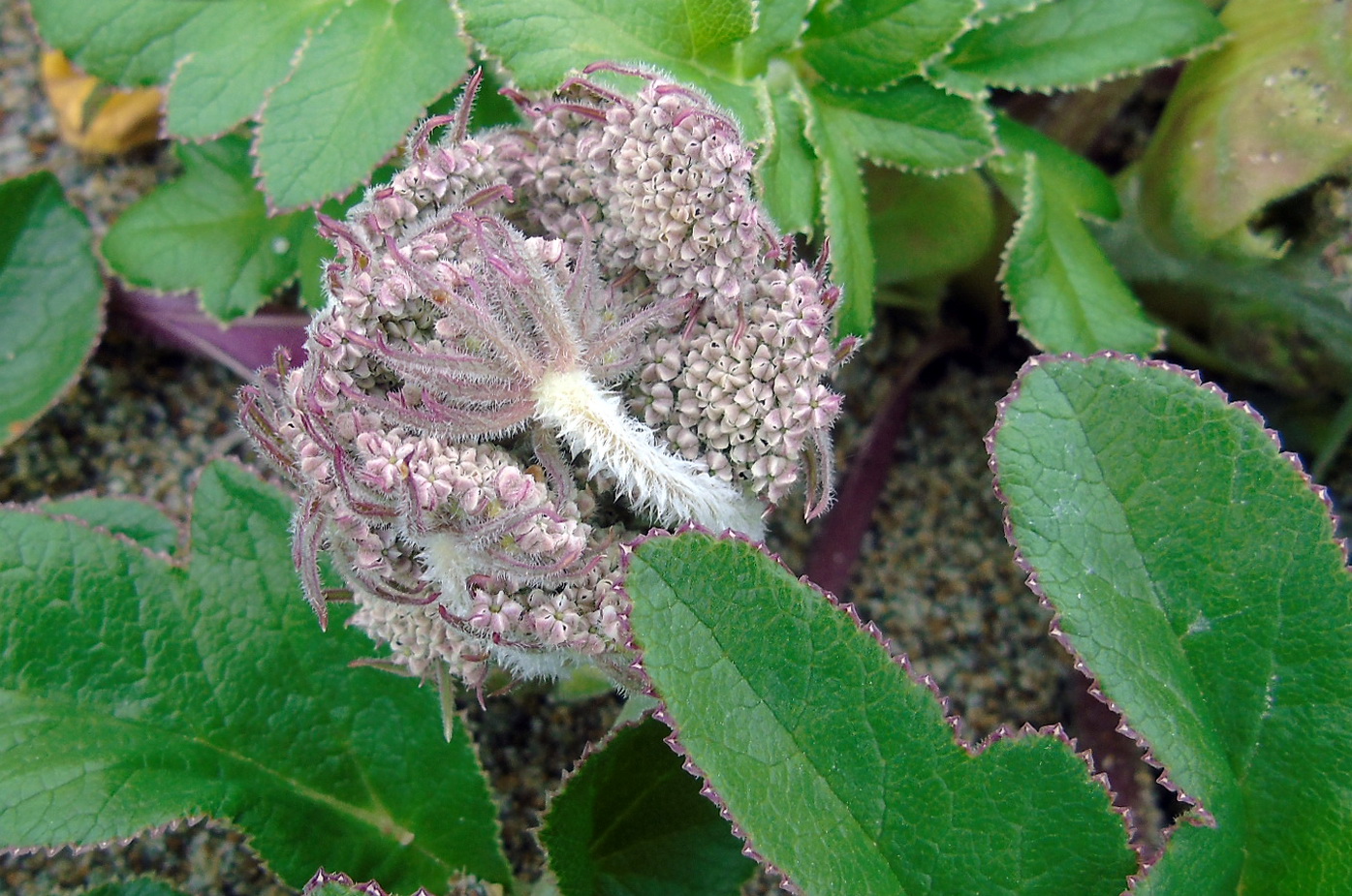 Изображение особи Glehnia litoralis.