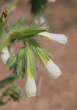 Onosma setosa