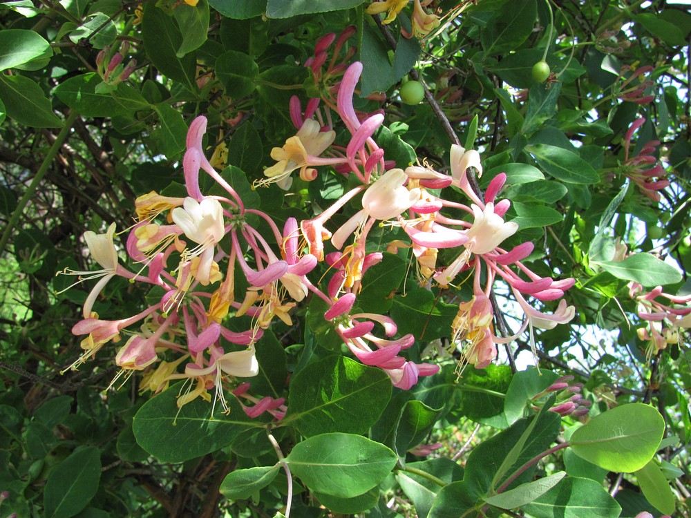 Изображение особи Lonicera caprifolium.