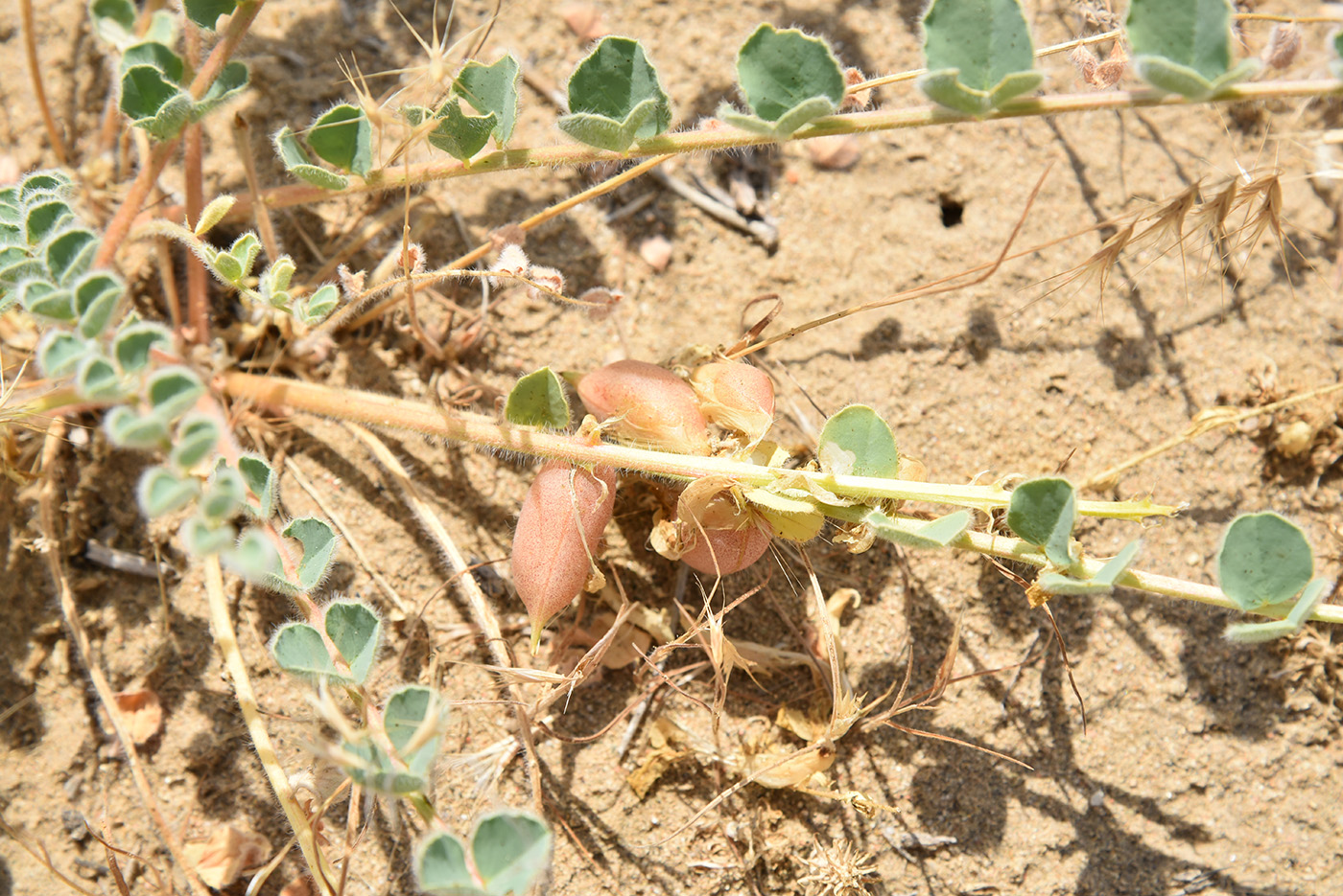 Изображение особи Astragalus flexus.